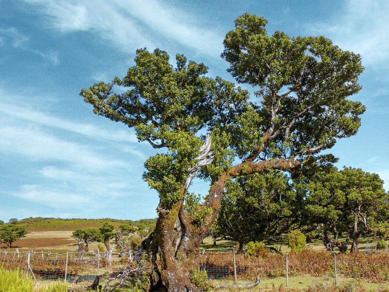 Lorbeerbaum