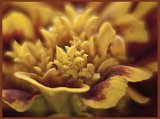 Tagetes-1